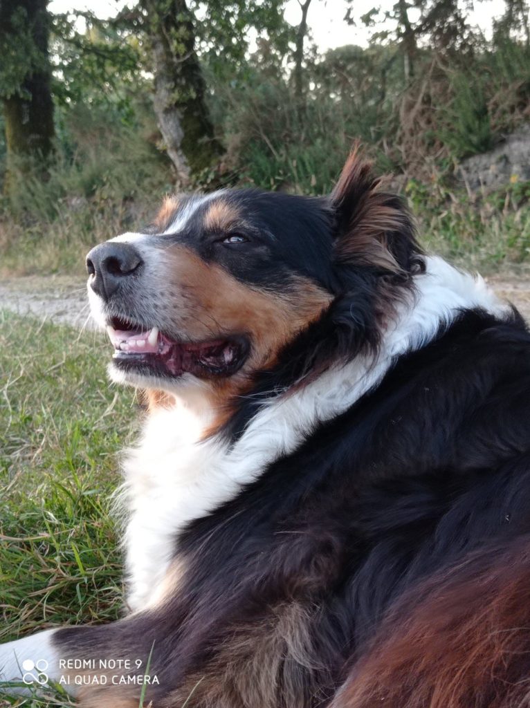 <!-- wp:paragraph -->
<p>Lip's dit Lili, femelle noire tricolore de 6 ans. </p>
<!-- /wp:paragraph -->
<!-- wp:paragraph -->
<p>Elle est très affectueuse, gourmande et à l'écoute.</p>
<!-- /wp:paragraph -->
<!-- wp:paragraph -->
<p>Excellente mère, elle transmet à ses chiots un caractère assuré et joueur. </p>
<!-- /wp:paragraph -->